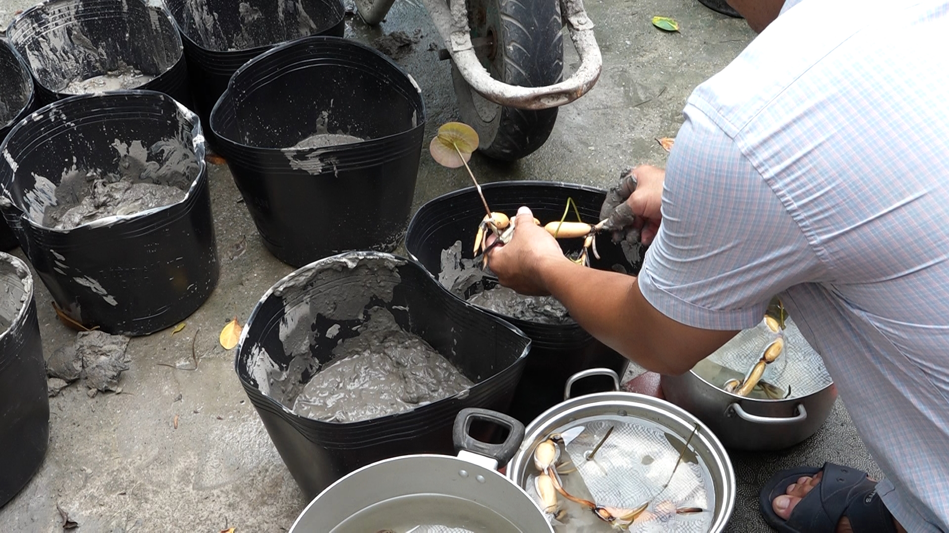 Chuẩn bị củ sen giống rễ khỏe và chậu bùn
