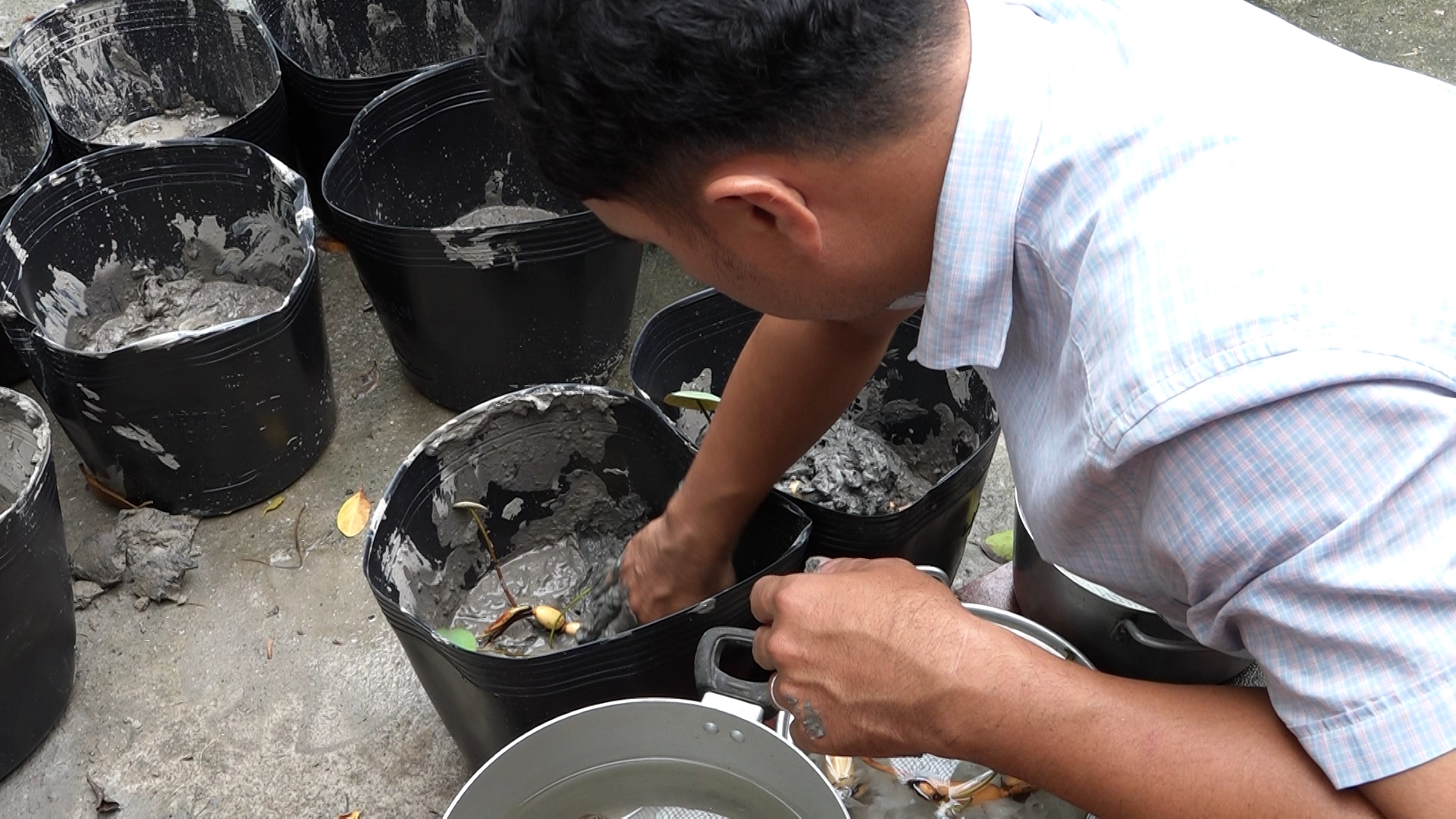 Thợ vườn trực tiếp vùi củ sen vào bùn phù sa