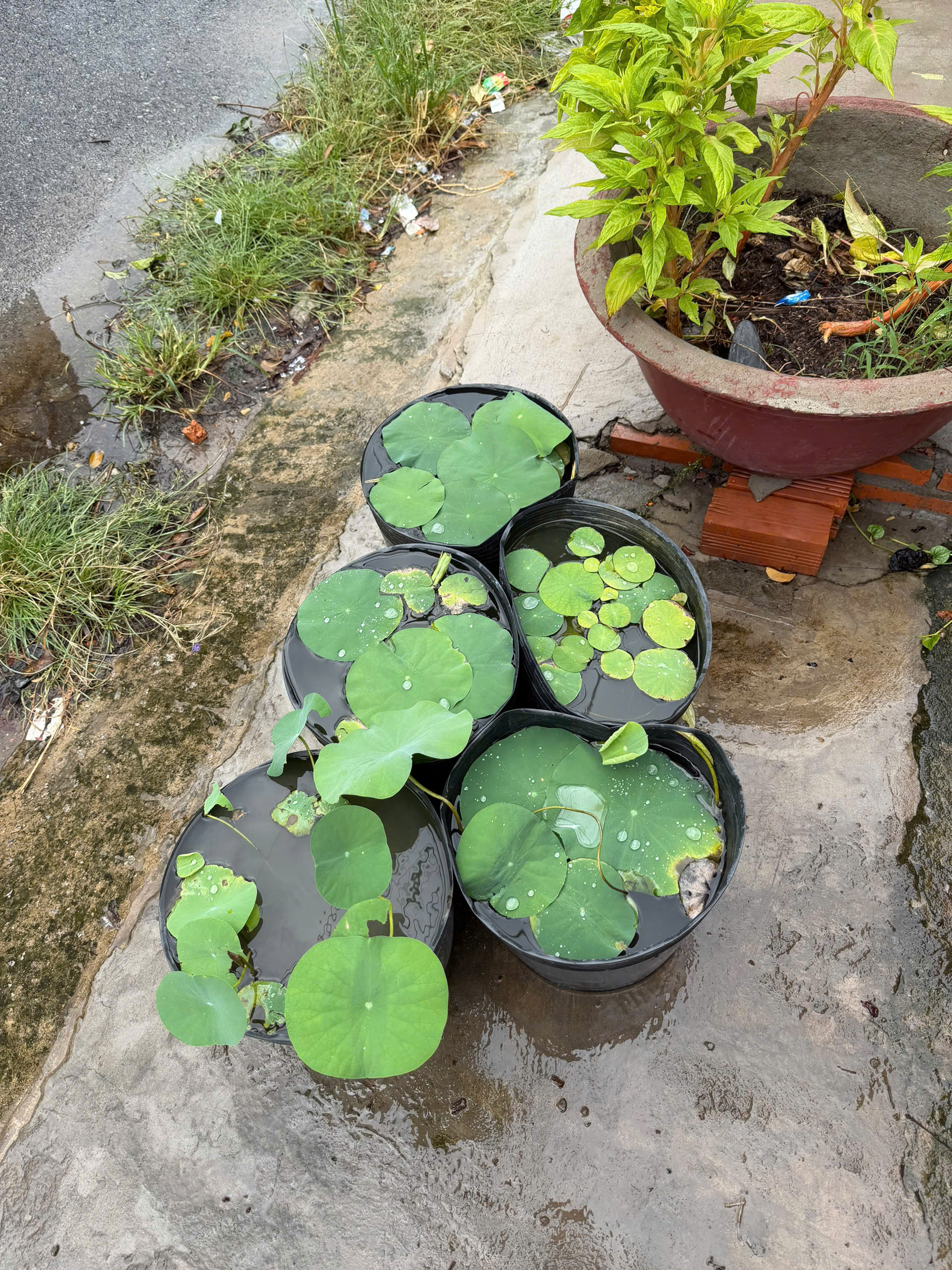 Chậu sen tắm mưa tại vườn