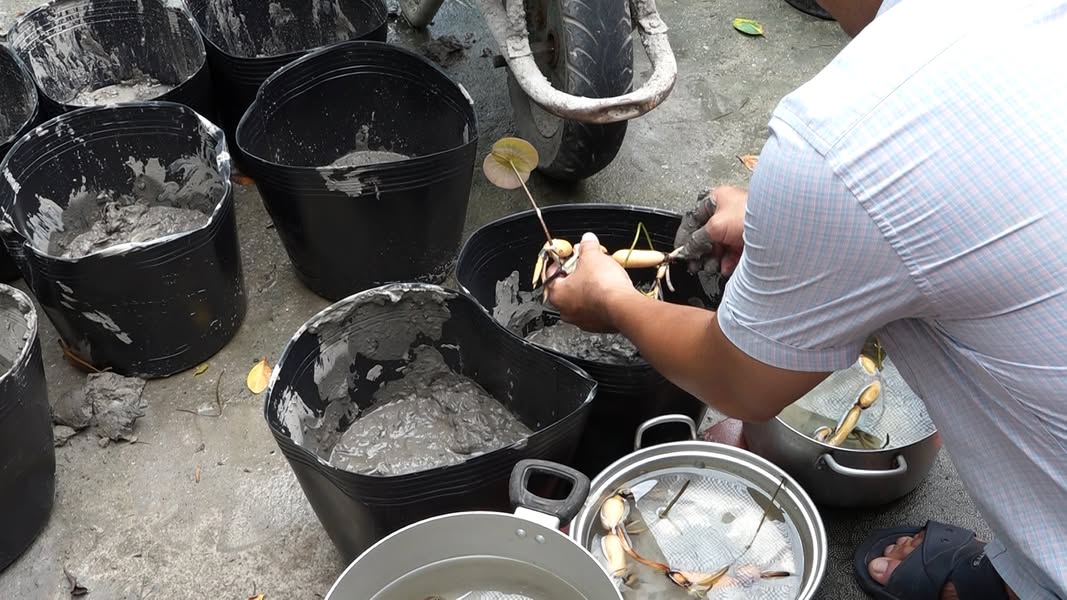 Muốn tinh khiết thì phải dính sình - Thợ vườn Sen Rạch Giá