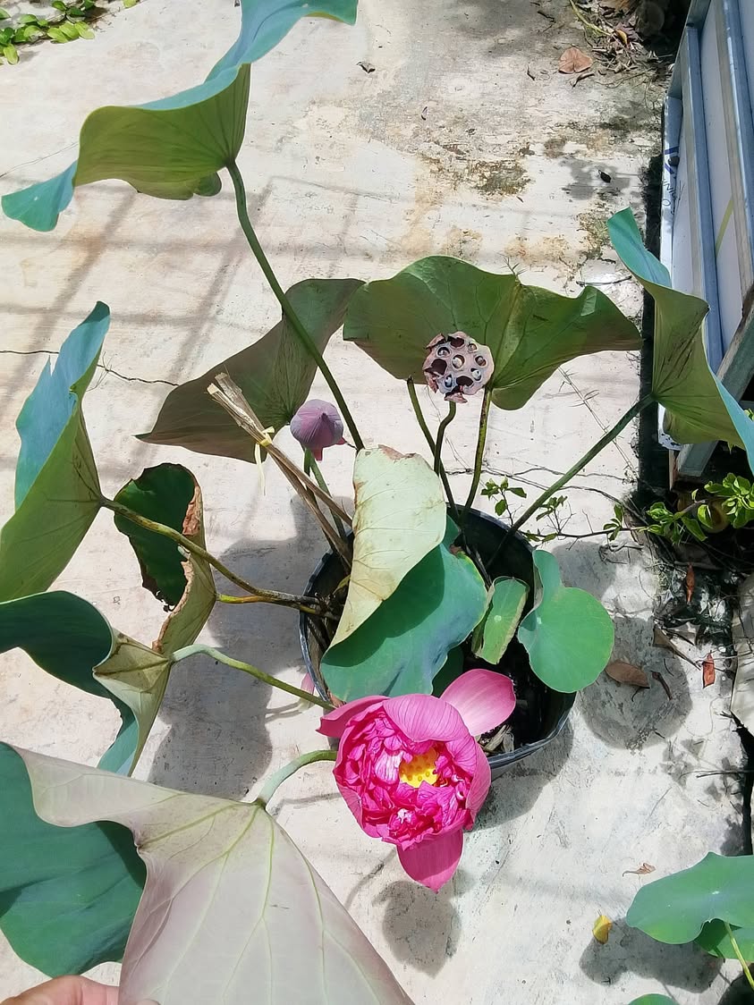 Ngắm sen uống trà lá sen thanh tịnh