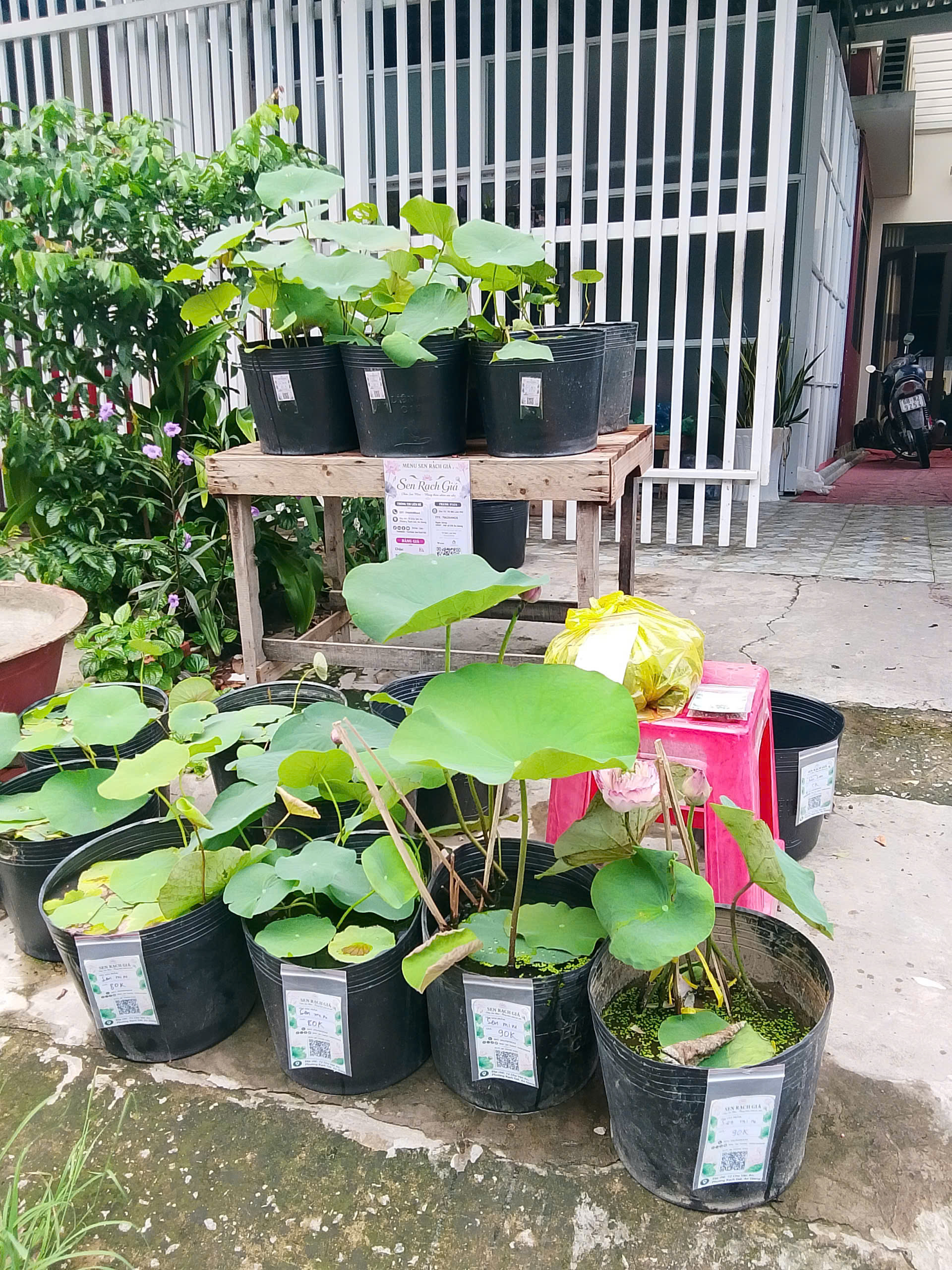 Dàn sen mini tại vườn Sen Rạch Giá