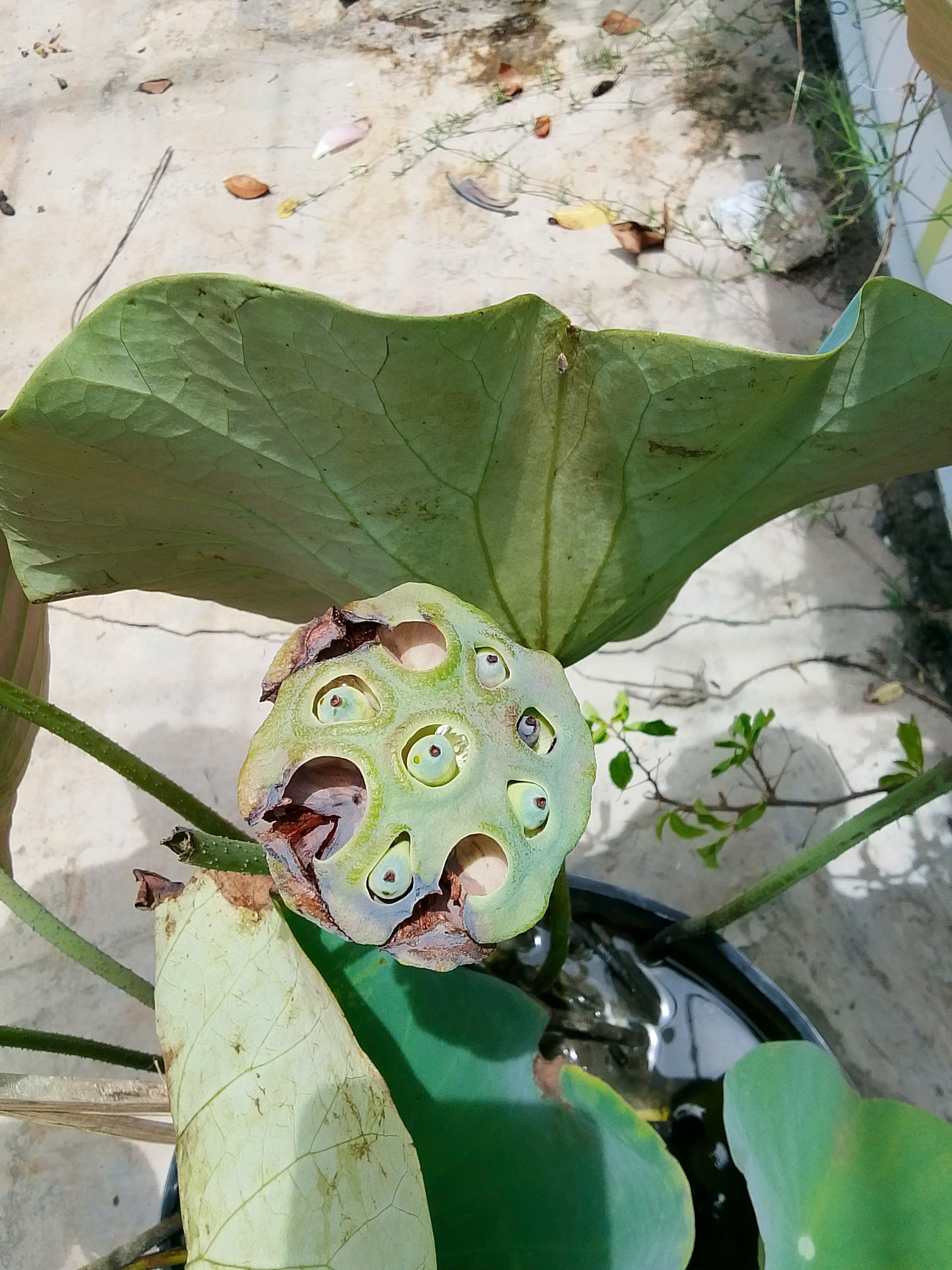 Gương sen trĩu hạt sau mùa hoa nở