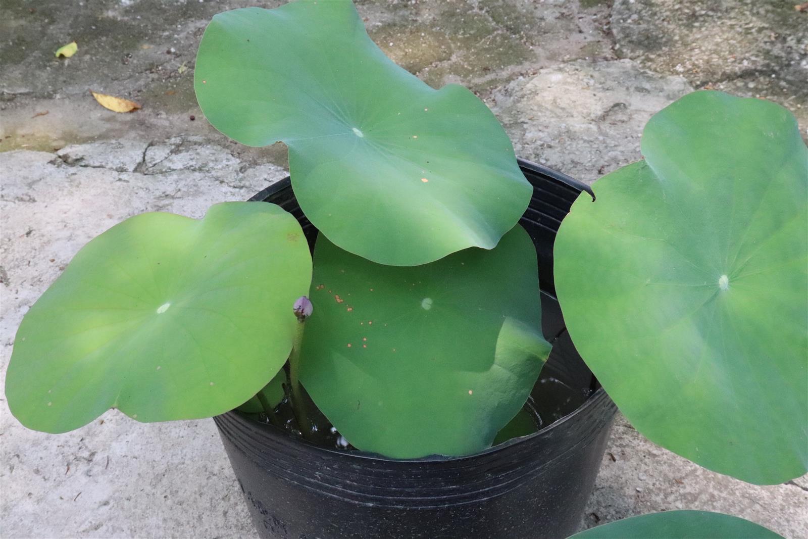 Chậu sen mini xanh mướt ôm giọt nước nhú búp