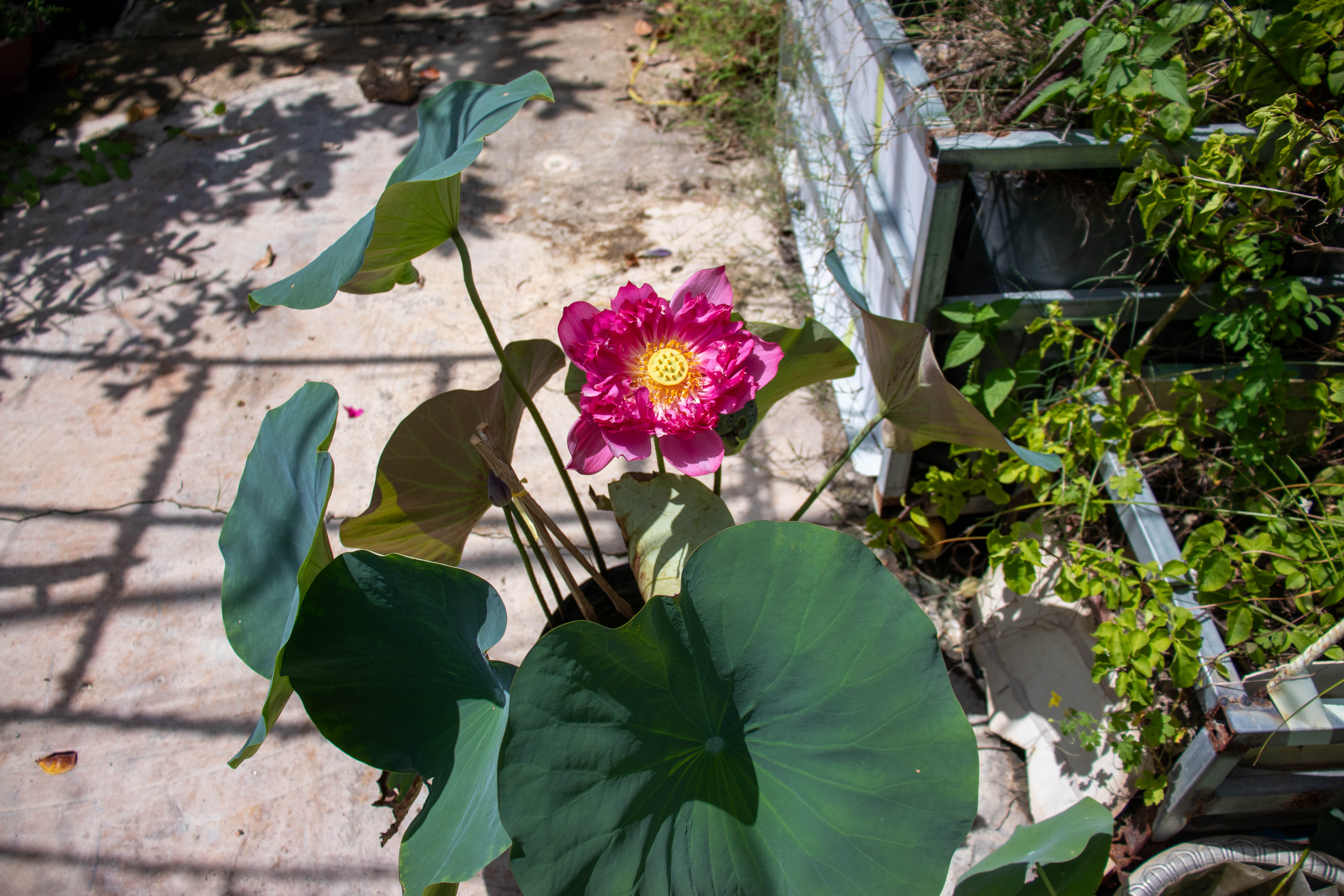 Chậu sen hoa nở ngoài trời