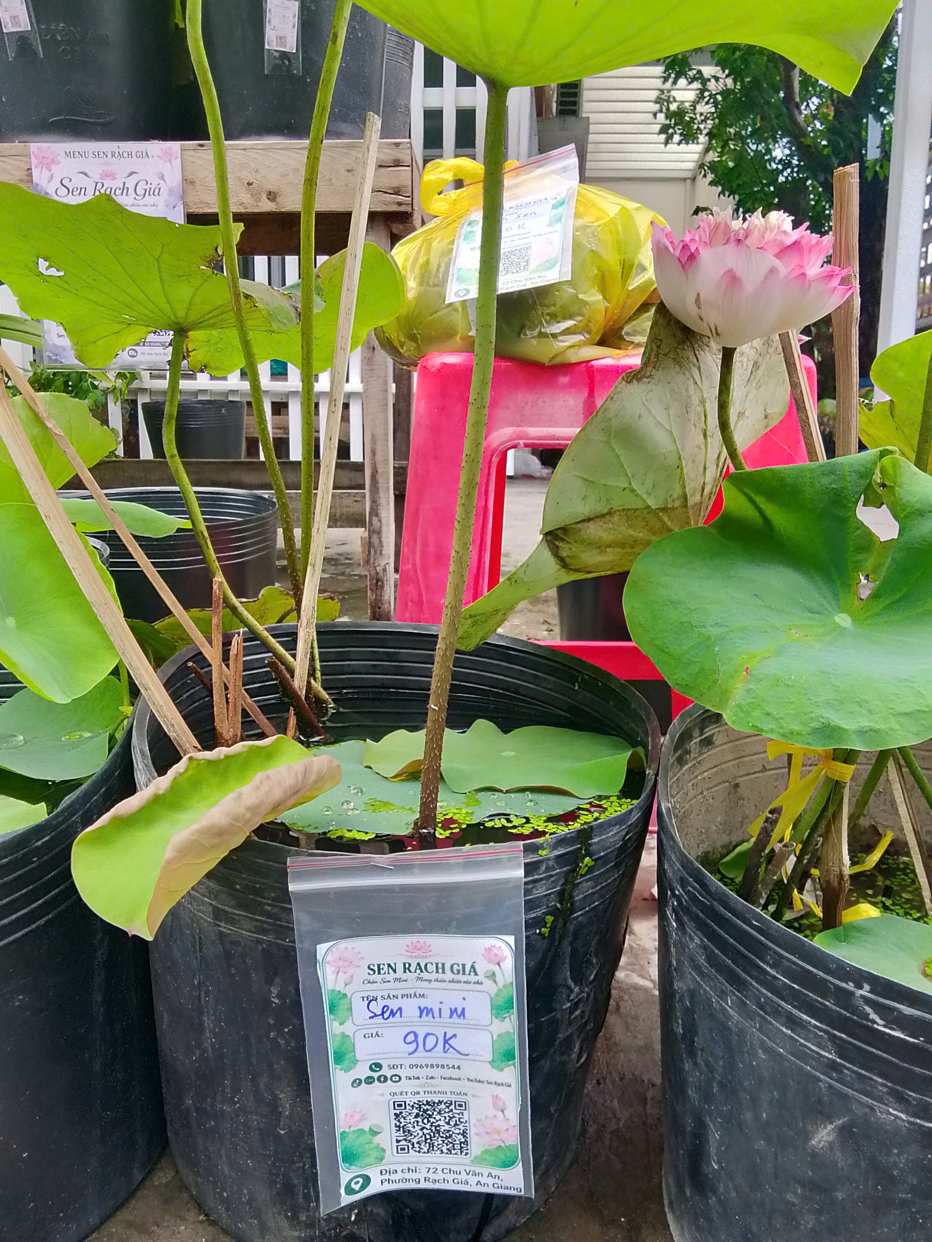 Chậu sen nở hoa thật giá 90k