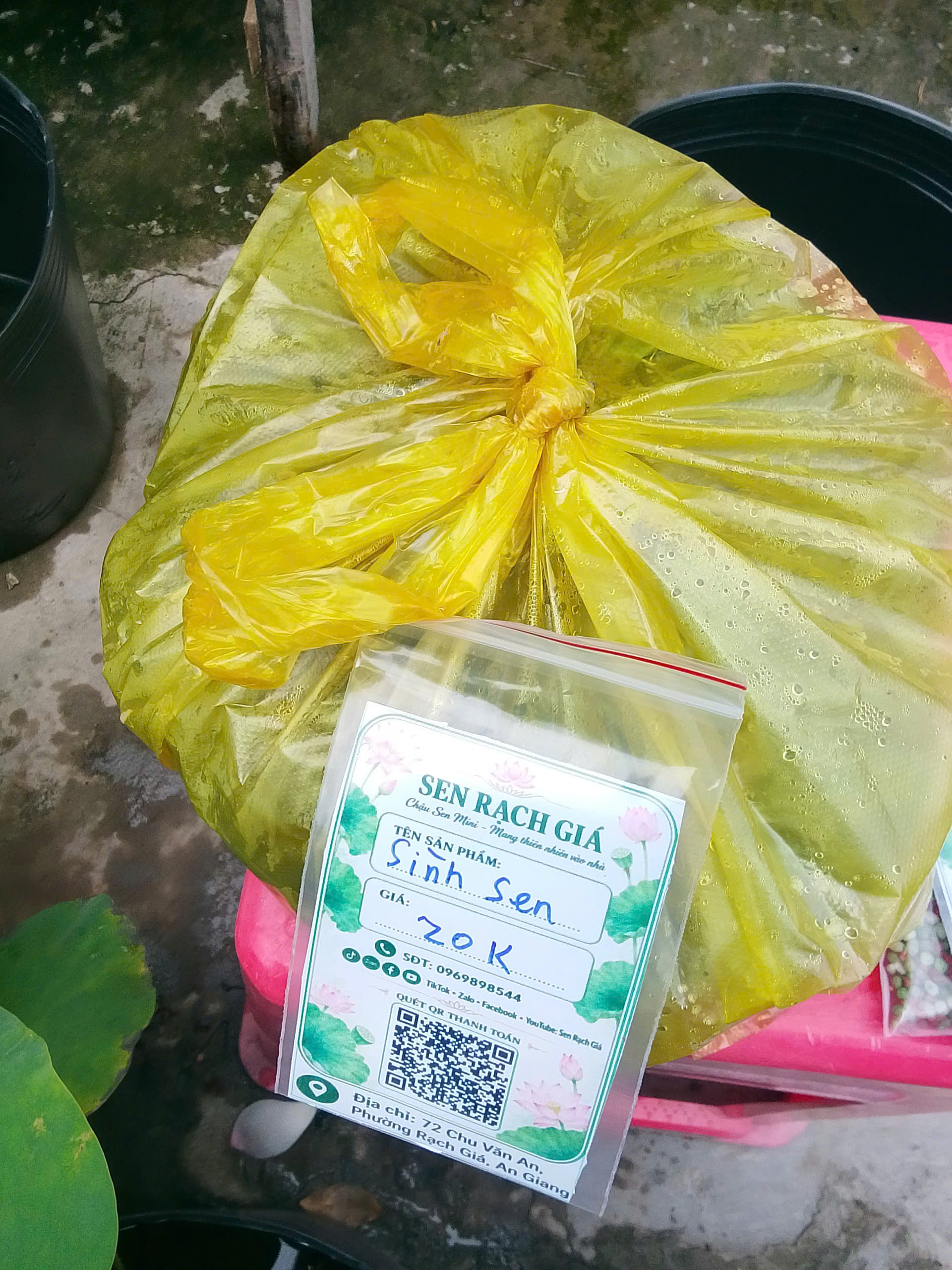 Sình sen đóng bao vàng dán nhãn Sen Rạch Giá